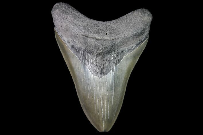 Fossil Megalodon Tooth - Glossy Enamel #92686